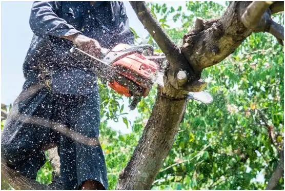tree services Rawlins